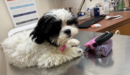 A little white and black dog laying on a gray vet table