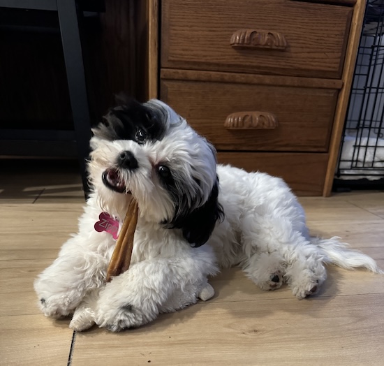 A little fluffy muppet looking dog chewing a bully stick