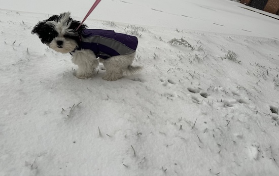 A small breed dog wearing a purple coat standing in snow