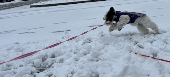 A small breed dog running in snow
