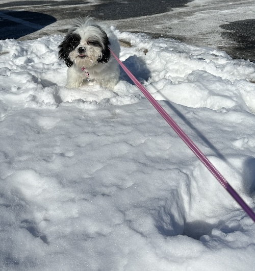 A little puppy standing in snow with snow on her face.