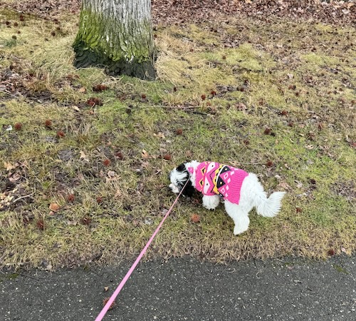 A little white and black puppy wearing a pink and black sweater smelling the ground near a tree.