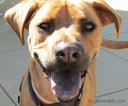 Close Up head shot -Tilo the Rhodesian Ridgeback / Boxer mix is standing on concrete blocks and its mouth is open and tongue is out
