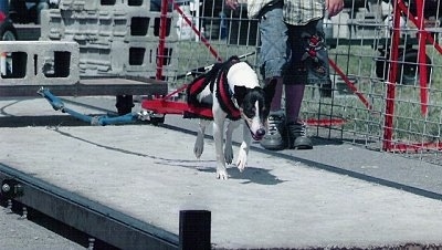 RatterrierUWPSUWPCHXGRCHCBBUFFALOBOB.jpg