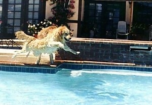 Bailey the Golden Retriever is in mid-air with all four paws off the ground jumping into a pool
