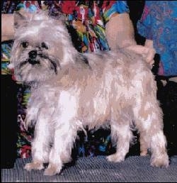The left side of a tan Affenpinscher show dog stack posing in front of a person
