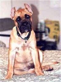 A brown with white Alano Espanol puppy is sitting on a bed and its head is slightly tilted to the left.