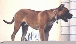 The right side of a brown with white Alano Español is standing on a concrete step and it is wearing a chain collar