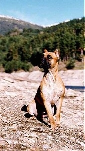 A brown with white Alano Espanol is sitting on a rock with treeline  behidn it asnd it is looking to the left.