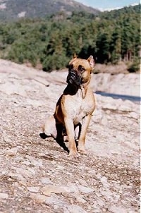 A brown with white Alano Espanol is sitting on rock and it is looking to the left.