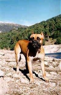 A brown with white Alano Espanol is standing on rocky plain and it is looking forward.