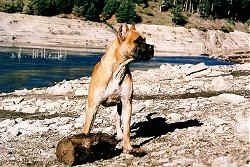 A brown with white Alano Espanol is standing on a rock surface, there is a log in front of it and its head is turned to the right.