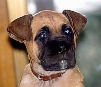 Close up - A brown with white Alano Espanol puppy is sitting in front of a window, it is wearing a red collar and it is looking to the right.