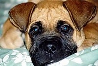 Close up - A brown with white Alano Espanol puppy is laying down on a dog bed