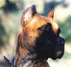 Close up - The right side of the head of a brown with white Alano Espanol.