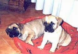 Two Alano Espanol puppies are sitting and laying down in a dog bed