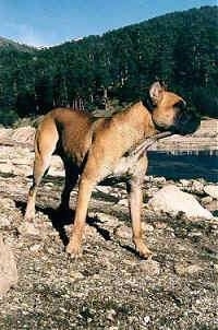 The front right side of a brown with white Alano Espanol that is standing on rocky plain with trees behind it