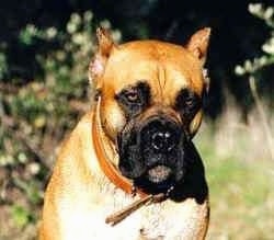 Close up - A brown with white Alano Espanol is standing in grass and it is looking forward.