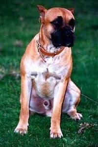 A brown with white Alano Espanol is sitting on grass and it is looking forward.