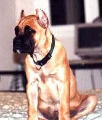 The front left side of a brown with white Alano Espanol puppy that is sitting on a bed and it is looking to the left.