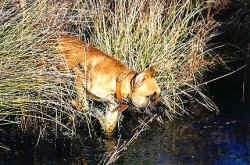 The front right side of a Alano Espanol in large grass and drinking out of a body of water