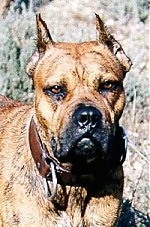 Close up - The face of a brown Alano Español that is standing outside and looking forward.