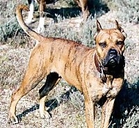 The right side of a brown with black Alano Español that is standing across grass with its tail up