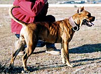 The right side of a brown with black Alano Español that is standing across grass with its tail up and mouth open and tongue out. There is a person kneeling behind it.