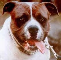 Close up - A white with brown Alapaha Blue Blood Bulldog is sitting outside and it is panting.