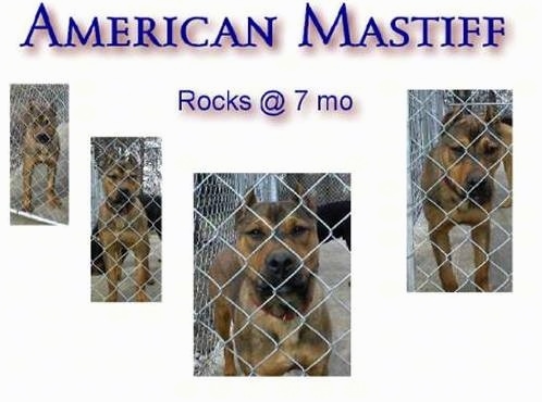 An American Mastiff Poster that says 'American Mastiff Rocks at 7 months'
