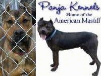 Close up - An American Mastiff is behind a chain link fence next to an overlayed image that says'Panja Kennels home of the American mastiff'