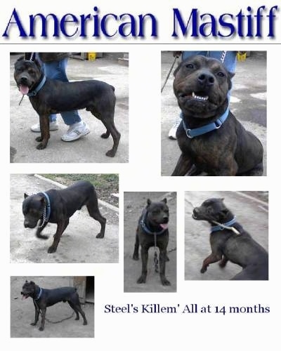 A Poster with images of an American Mastiff all over it.