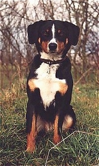 A black with brown and white Appenzell Mountain Dog sitting in grass and in area with a look of leafless trees behind it.