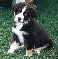 The left side of a black with white and tan Australian Shepherd puppy that is sitting in grass, its head is slightly tilted to the right and it is looking forward.