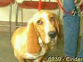 Basset Hound in a vet's office