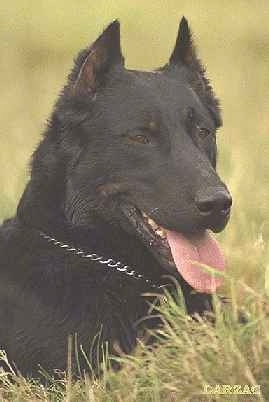 Close Up - Larzac du Jardin de Sarah the Beauceron laying outside wearing a choke chain collar with its mouth open and tongue out