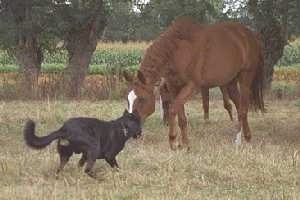 Massaï du Jardin de Sarah the Beauceron standing in front of a horse nose to nose