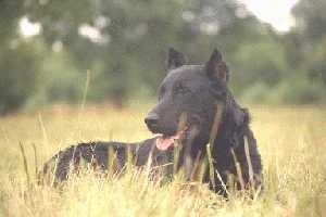 Larzac du Jardin de Sarah the Beauceron laying in tall grass with its mouth open and tongue out