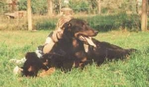 Fiona de Ker Gal the Beauceron laying in the grass with her litter of puppies and a little human girl leaning on her back