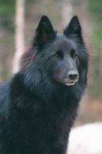 Close Up - Glenda the Belgium Shepherd looking into the distance