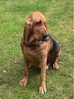 Belle the Bloodhound sitting outside in grass and looking to the left