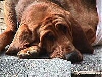 Belle the Bloodhound laying down on a blacktop surface