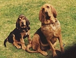 Two Bloodhounds sitting outside next to each other