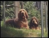 wo Bloodhounds laying outside looking at the camera holder
