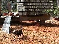 Bloodhound Puppy moving across the yard