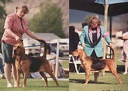 Belle the Bloodhound being posed for competition