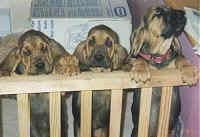 Three Bloodhound Puppies leaning against a railing