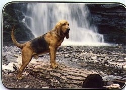 Grace the Bishop the Bloodhound standing on a log in front of a waterfall