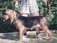 Right Profile - Dixie the Bloodhound standing outside in front of its owner