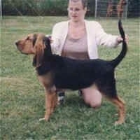 Right Profile - Misty the Bloodhound puppy standing in grass in front of her owner who is holding her tail and head up